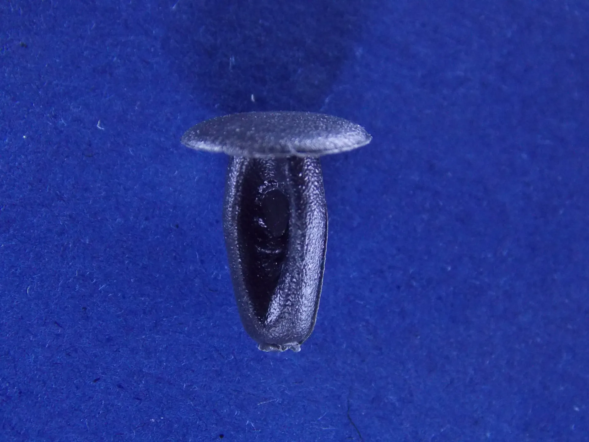 Clip - C14